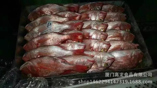 长期供应冷冻水产品 量大从优，欢迎大量采购
